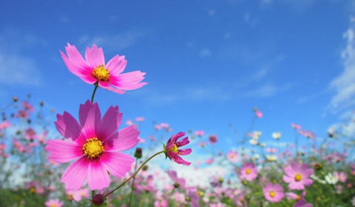 thisMonth_flower