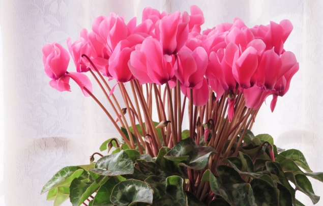 thisMonth_flower